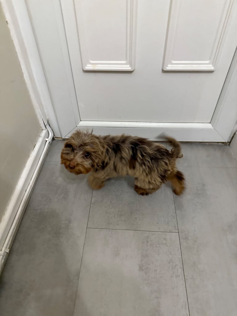 RESERVED 🩷 F1 Female Chocolate Merle Cockapoo Puppy