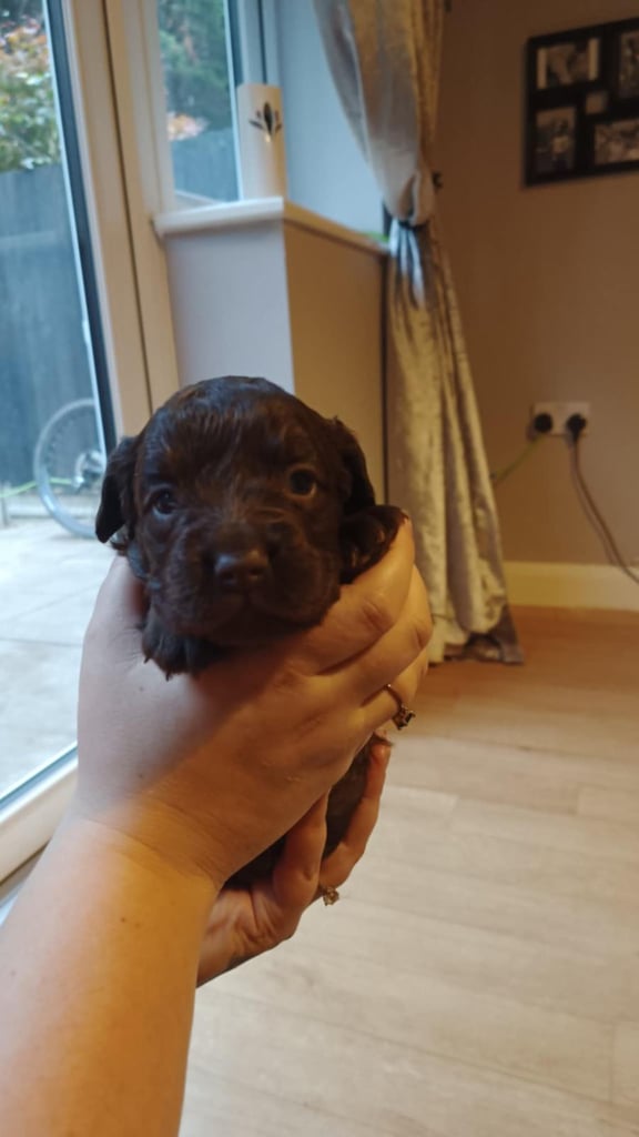 French bulldog x cocker spaniel puppies 