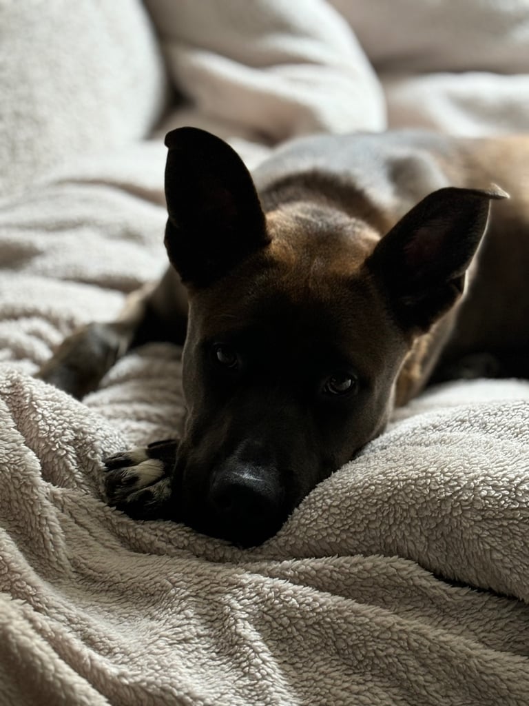 Beautiful Bella 19 month old Cane corso x