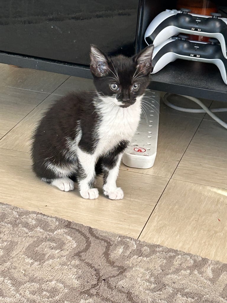 Kitten for sale 