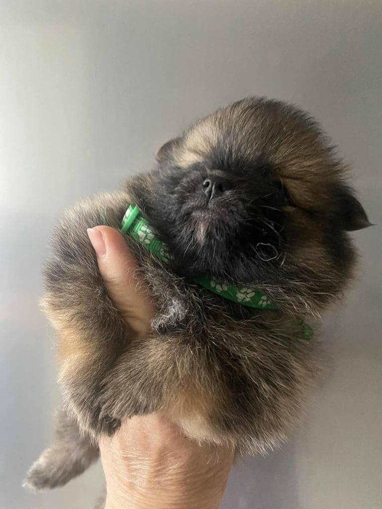 Pomeranian puppies 