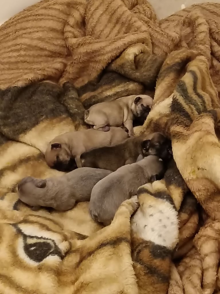 French bulldog only girl  left urgent 