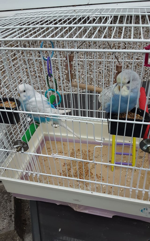 image for For sale a bird cage with young budgies 