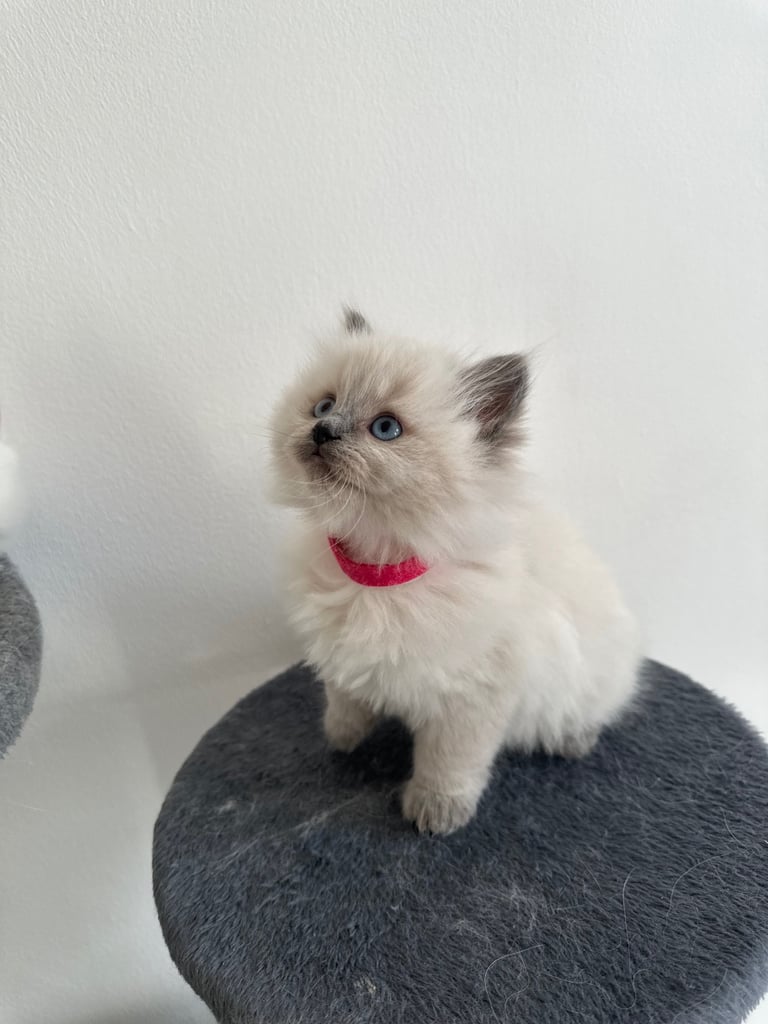 Stunning fluffy Ragdoll x Dollface Kittens with necessaries pack and foods (2Kittens are left)