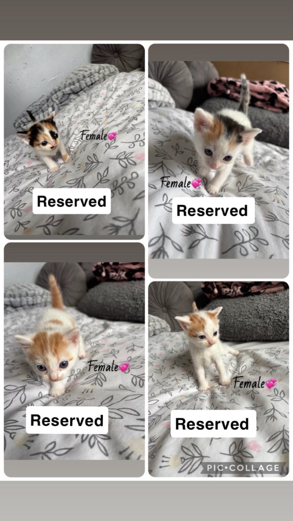 Kittens for furever homes