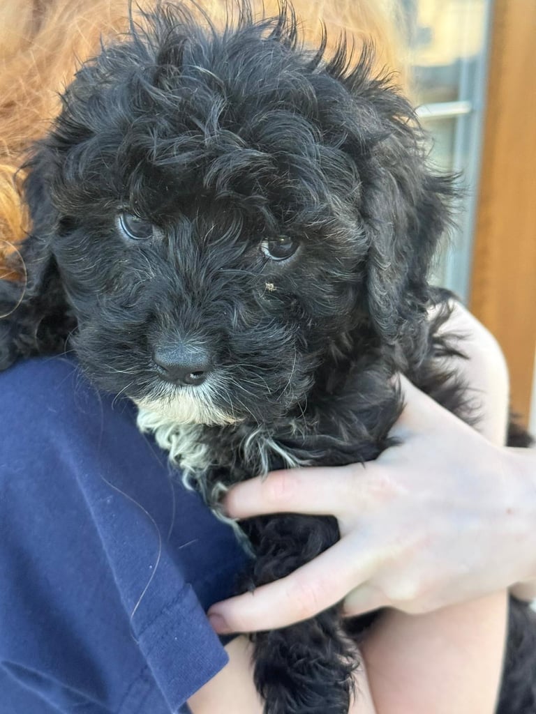 🖤Beautiful curly cavapoo boy 🧸
