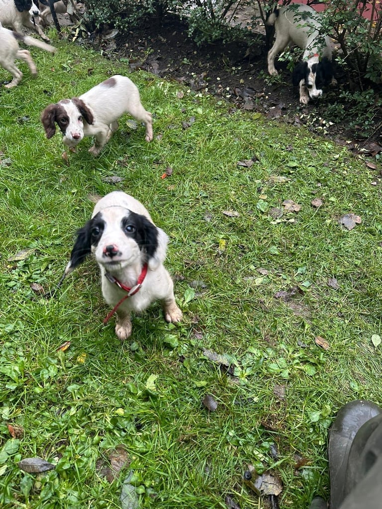 Springer spaniel pups 