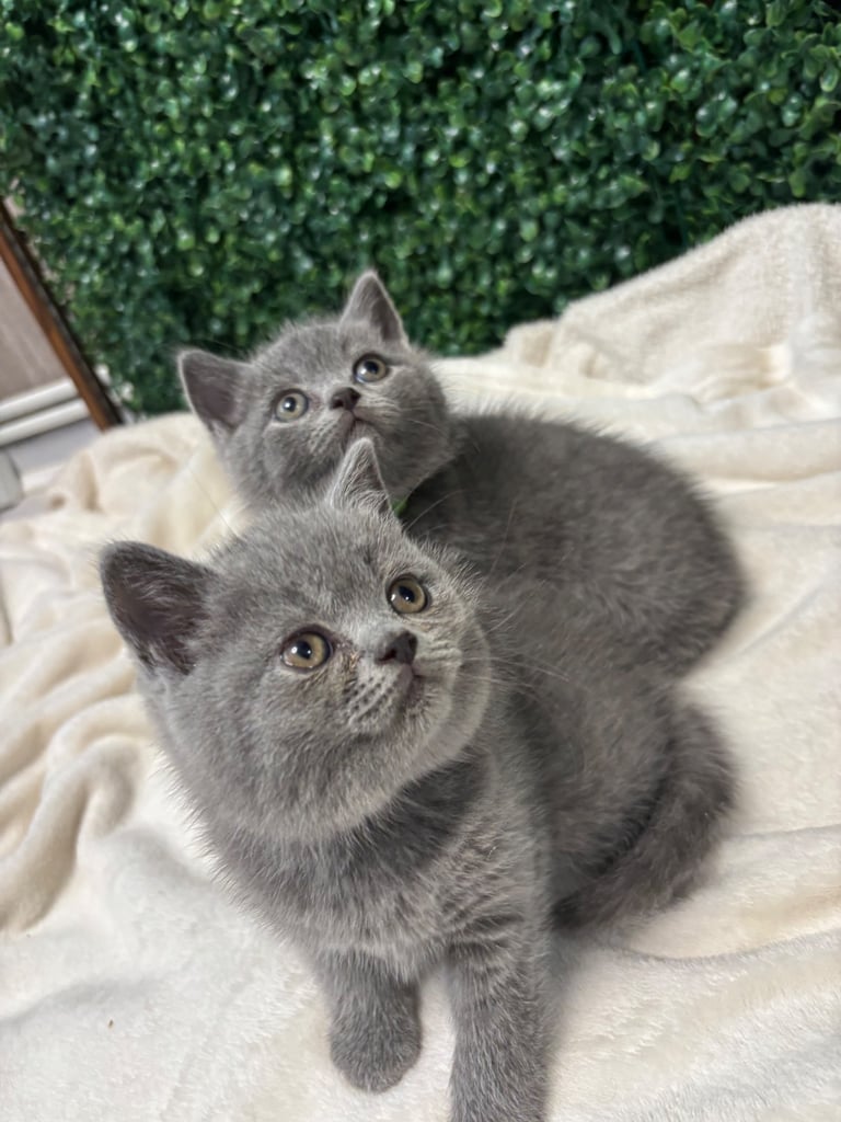 💕British Shorthair Blue Kittens💕