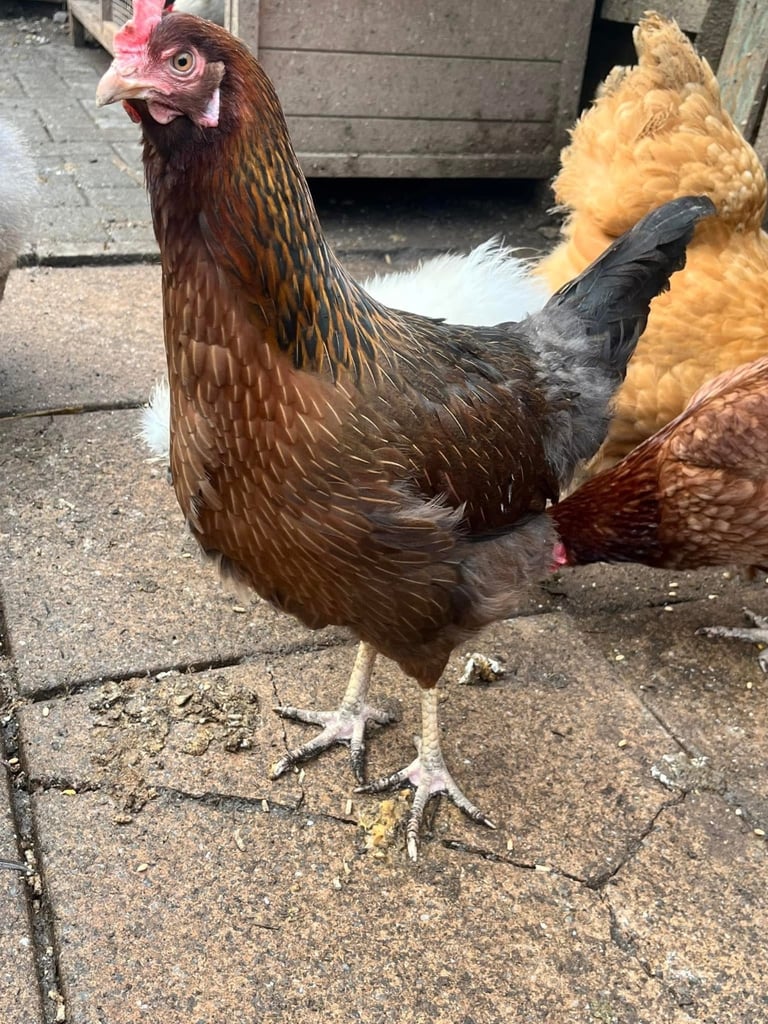 image for Hens for sale various egg colours 1years old