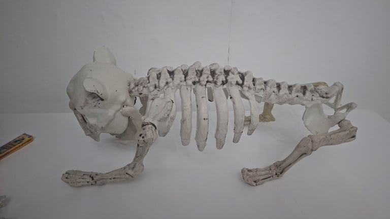 image for Various Halloween decorations 