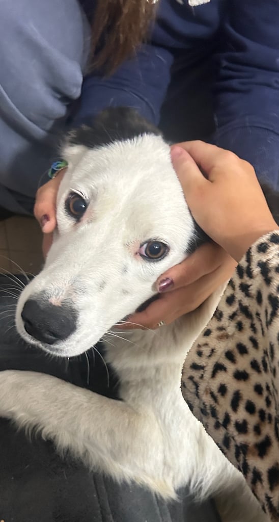 Castrated 11 months old female dog