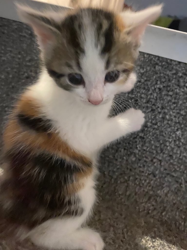 adorable kittens for sale 