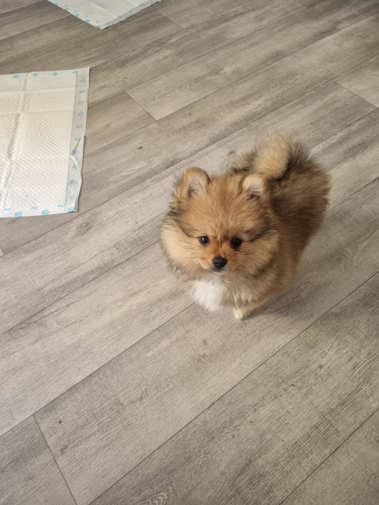 Stunning 12 week Pomeranian puppy