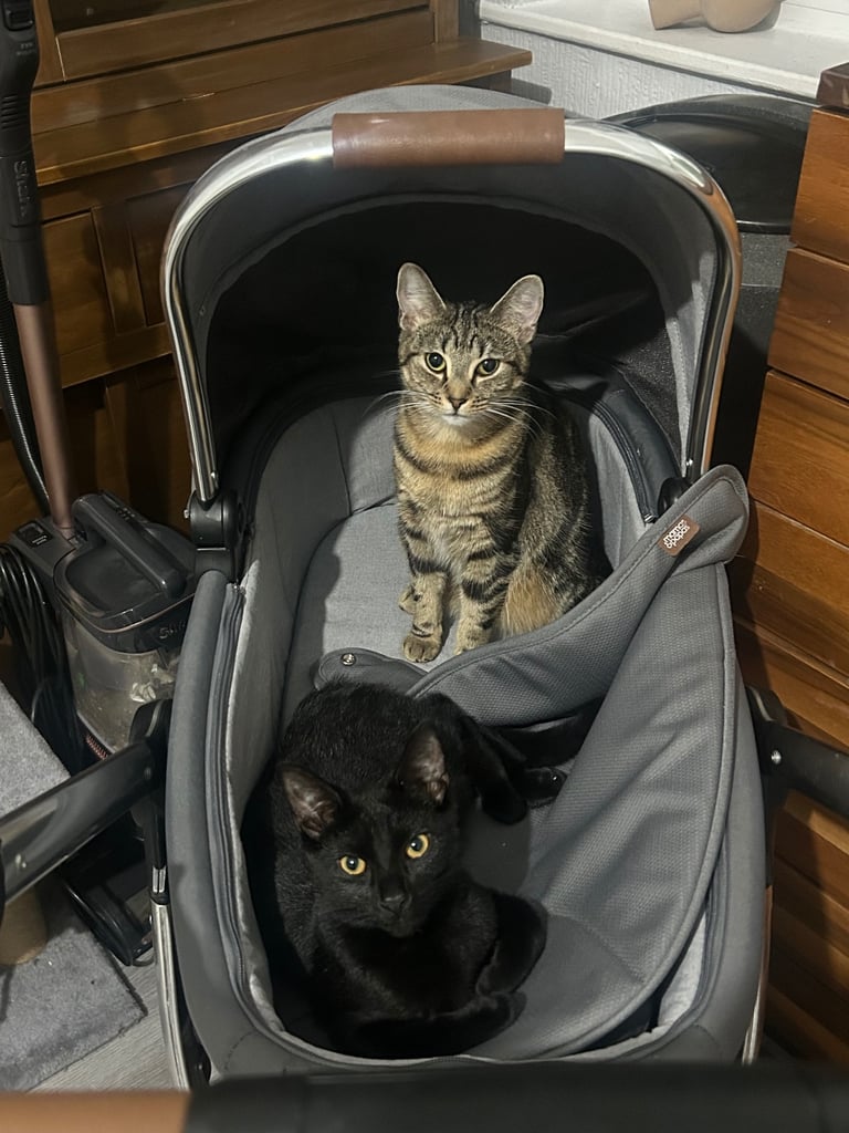 Need to go urgently. Female and male cat 