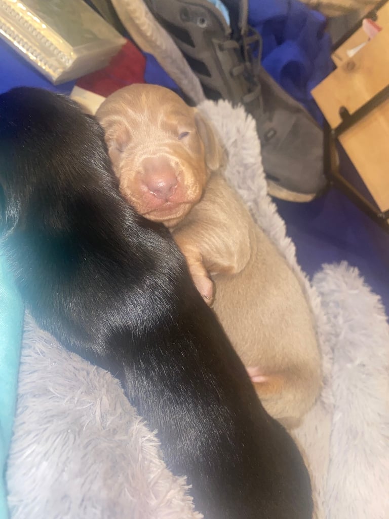 3 male miniature dachshunds