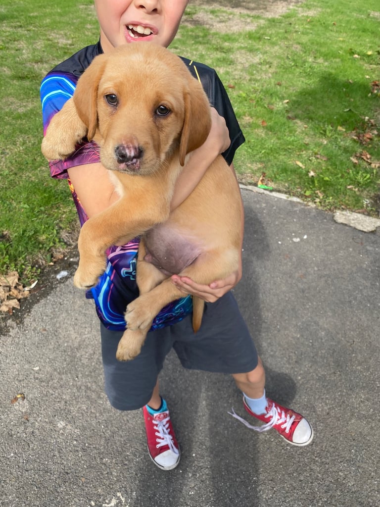 READY NOW Kc reg Labrador puppies both jabs microchip flea worm insured 