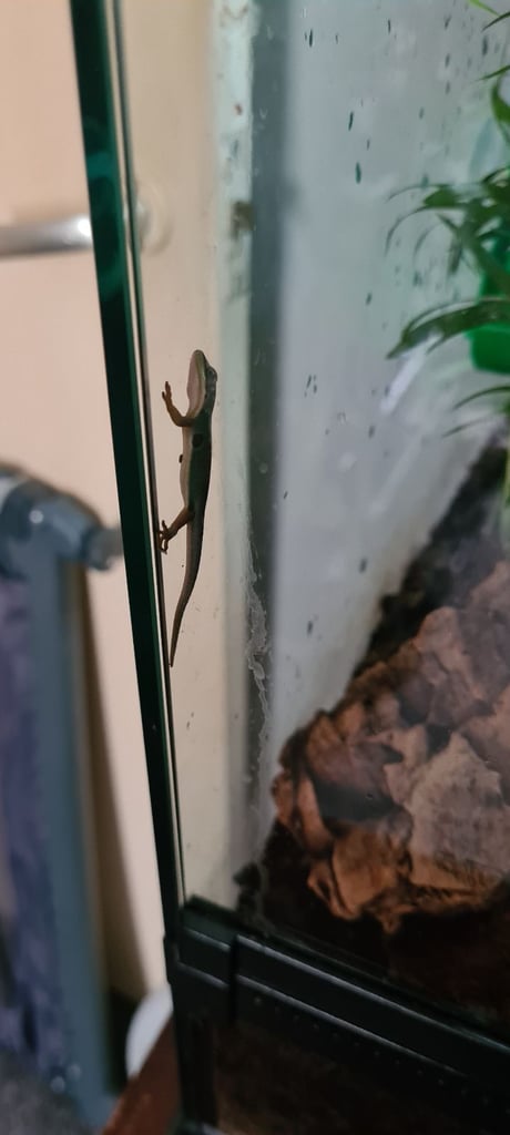 Peacock geckos SOLD waiting for more to hatch