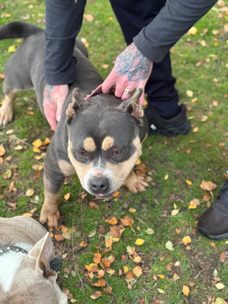 pocket bully for sale 