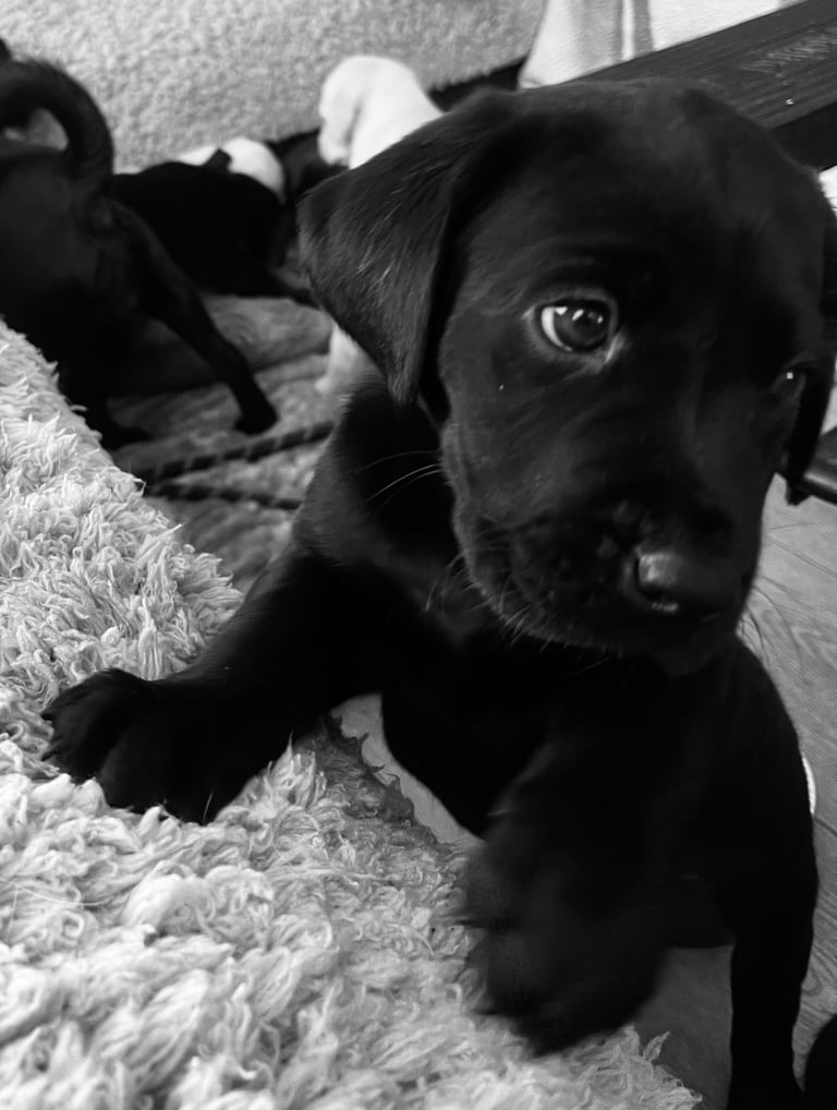 8 superb kc reg Labrador puppies ( 6 days and your pup can come home!!)—