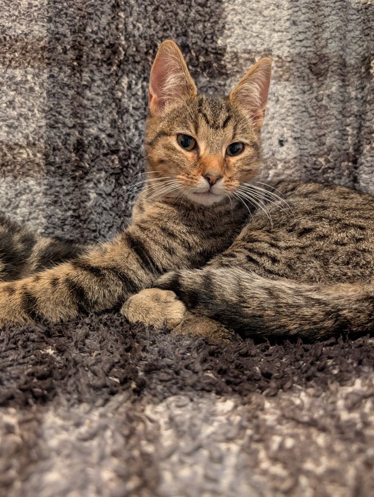 2 beautiful brothers 