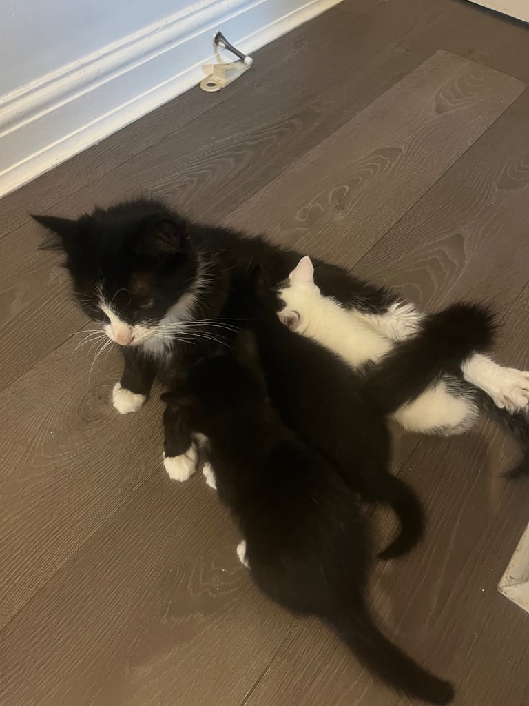 3 beautiful kittens ready for a new home 