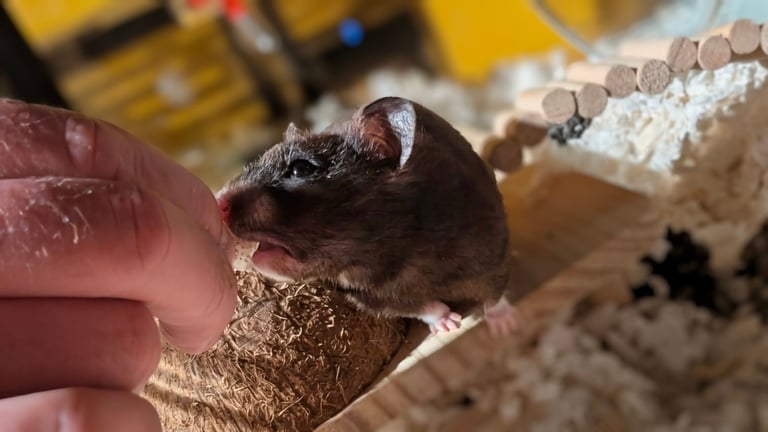 image for UPDATED 20/10/25 - Female Syrian for Adoption 