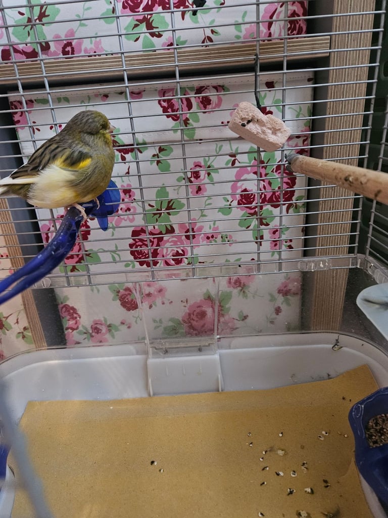 Young canary with cage