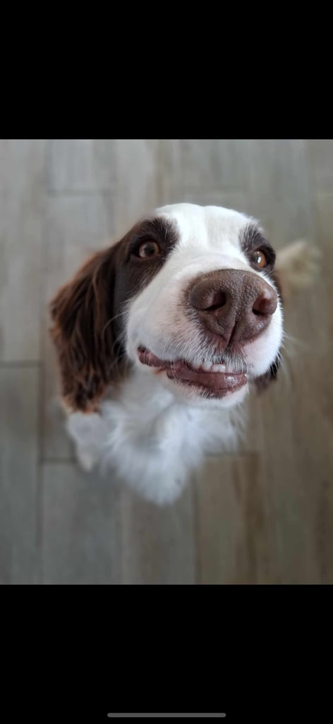 Sprocker spaniel female 