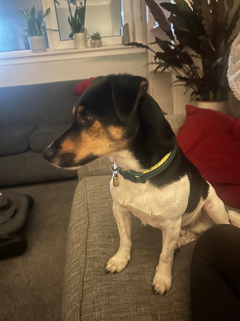 image for Jack Russell 