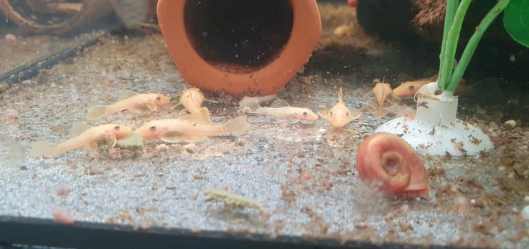 Various Baby Fish 