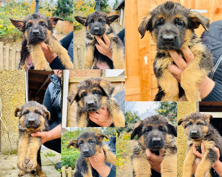 image for German Shepherd Puppies