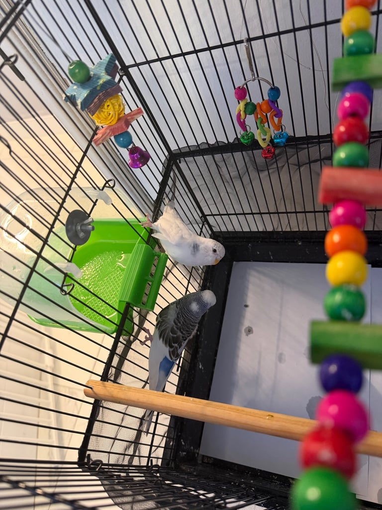 image for Budgies 