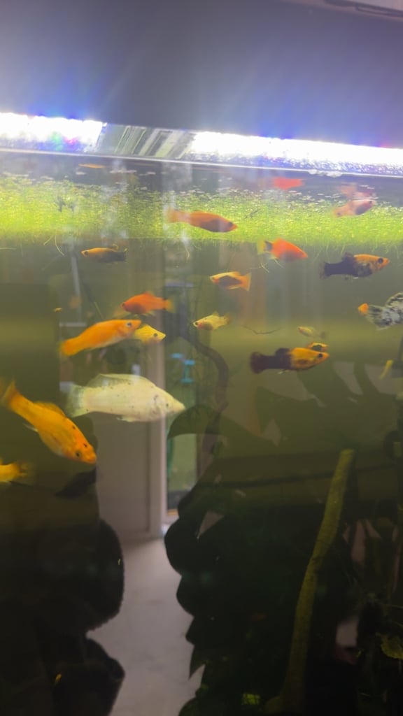 image for Assorted and and sailfin Molly 