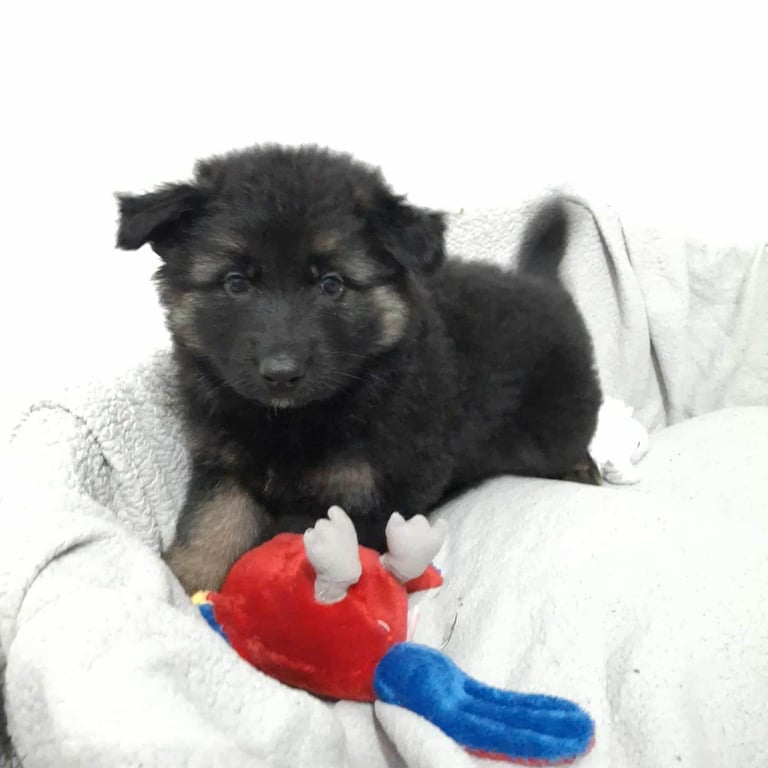 *Ready Now* German Shepherd Pups