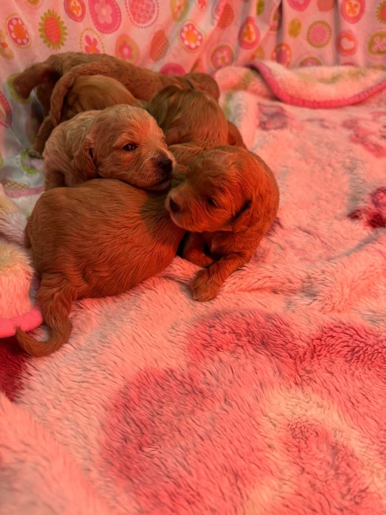 Poodle puppies looking for new homes 