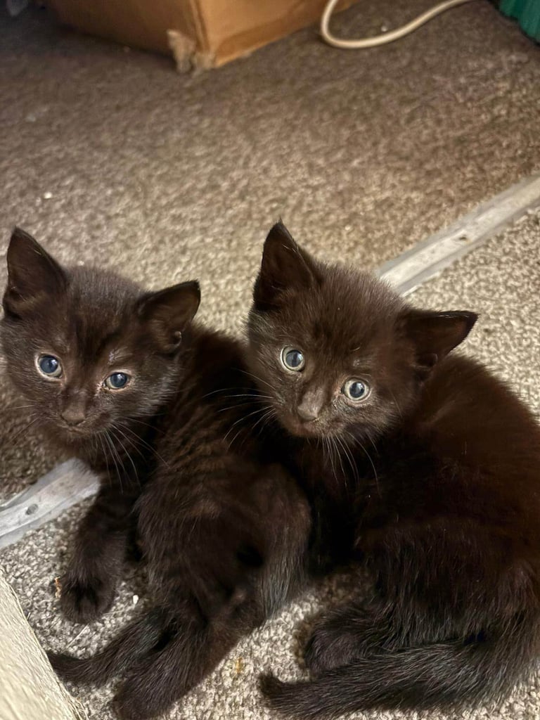 8 WEEK OLD FURR BABIES LOOKING FOR FOREVER HOMES