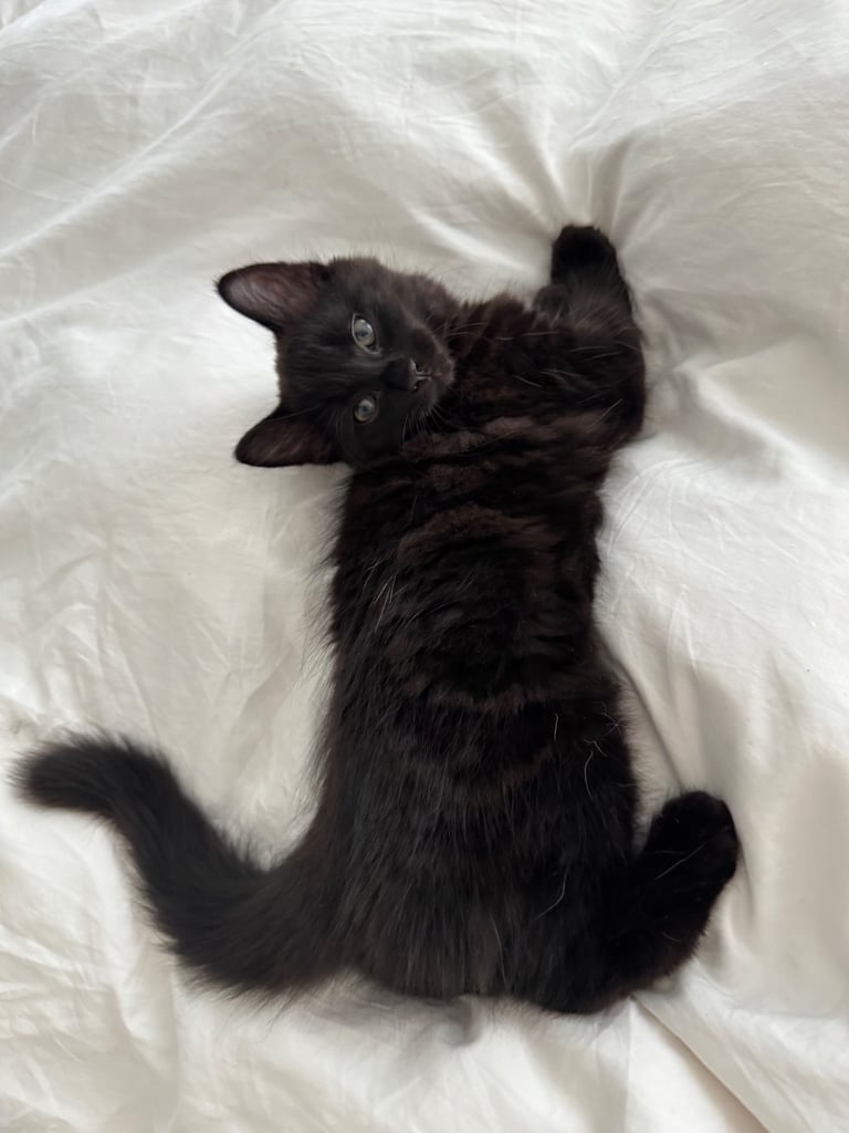 Affectionate, black Siberian-mix  11 months kitten