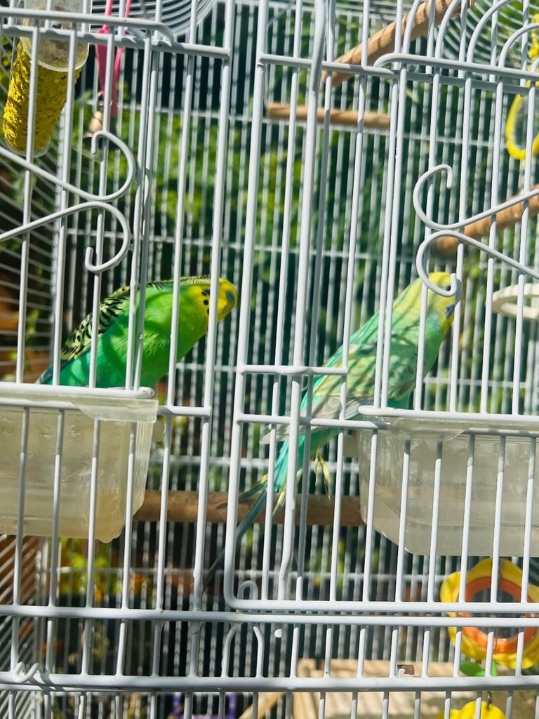 image for Birds for sale 