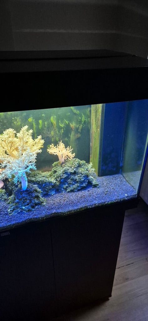 Jewel 180L Marine Tank with Fish, Live Rock/Coral.