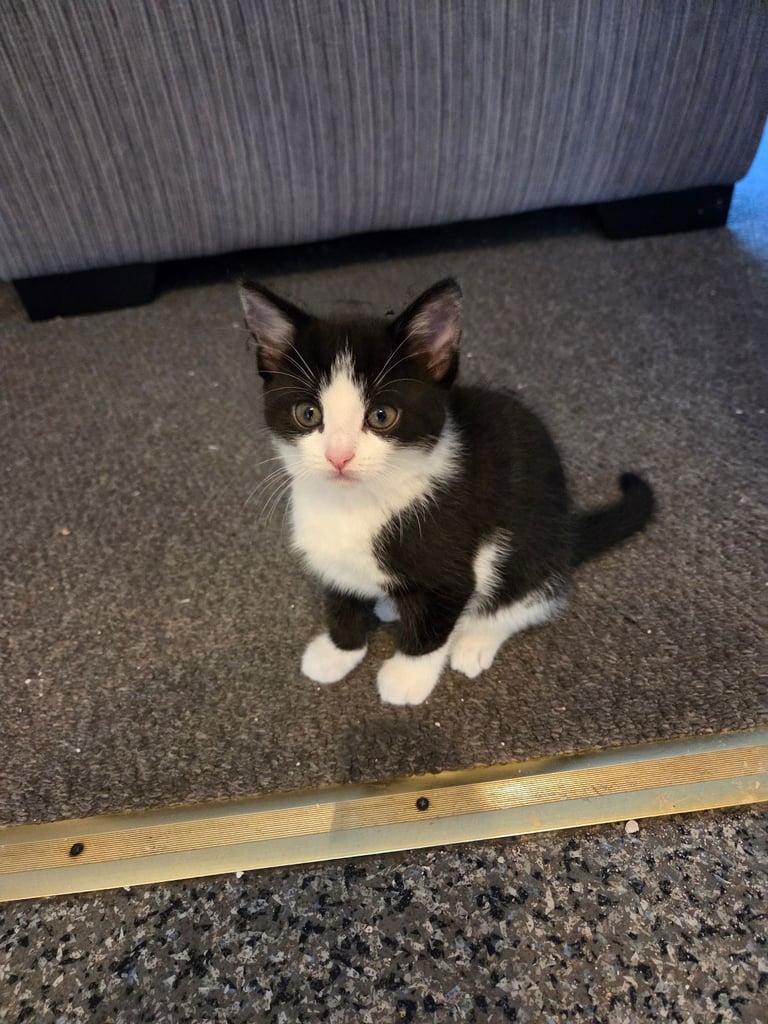 4 beautiful kittens ready for there new home