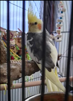 Young cockatiel with cage