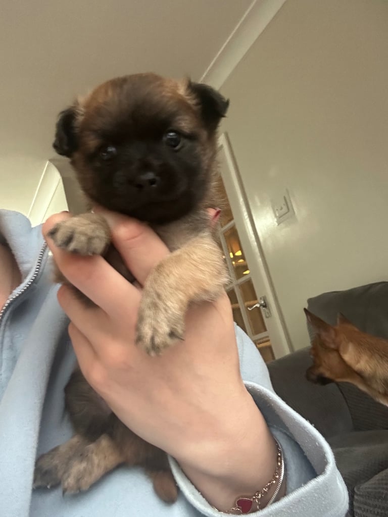 Pomeranian chihuahua