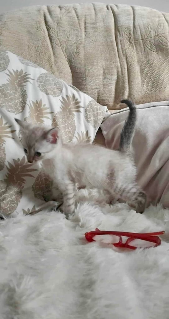 Maine coon cream kittens 
