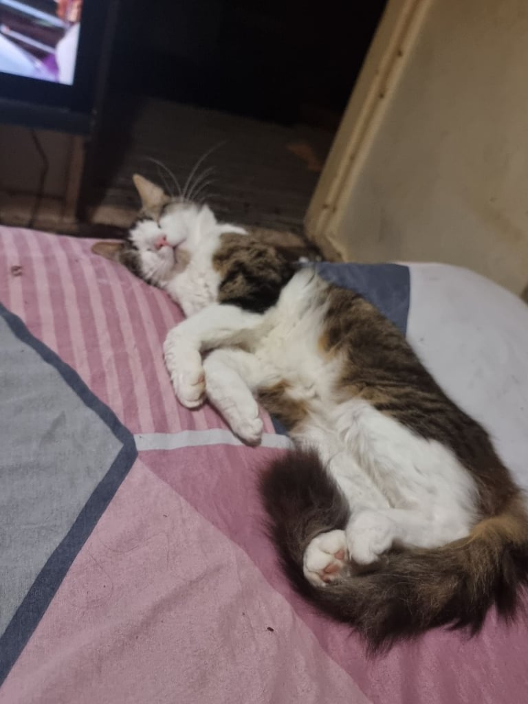 Half russian male cat