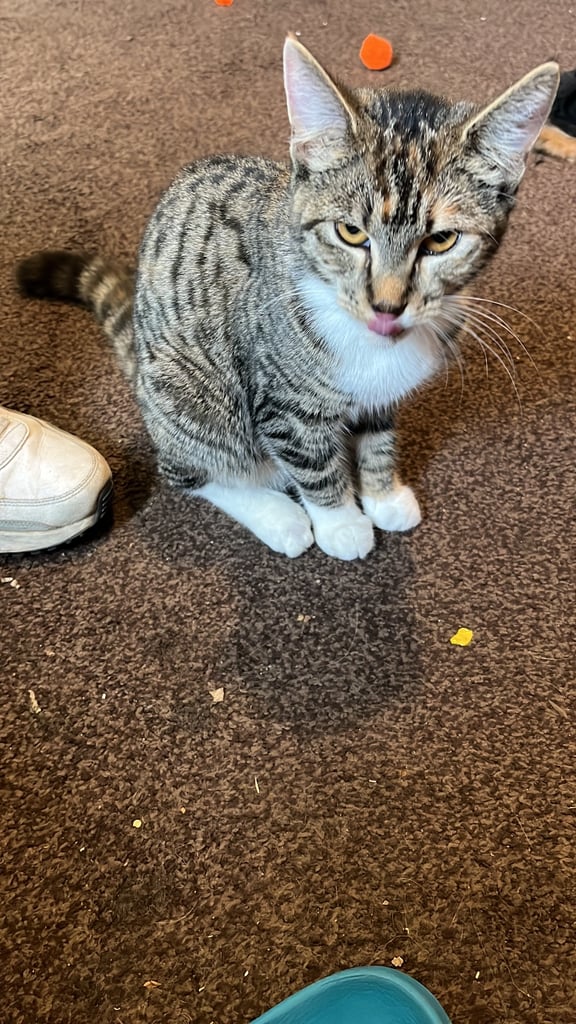 2 female cats. 1 year old 