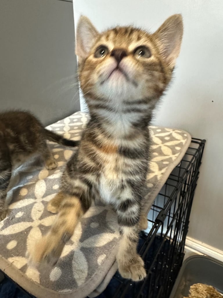 image for Kittens 