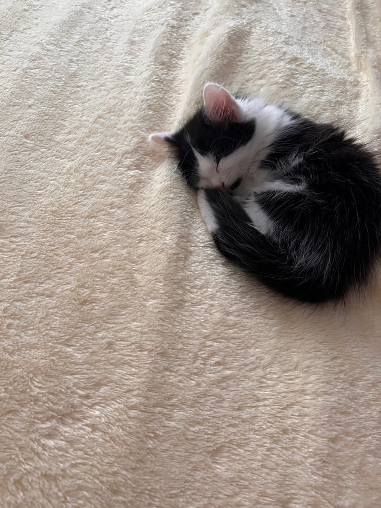 Kittens 