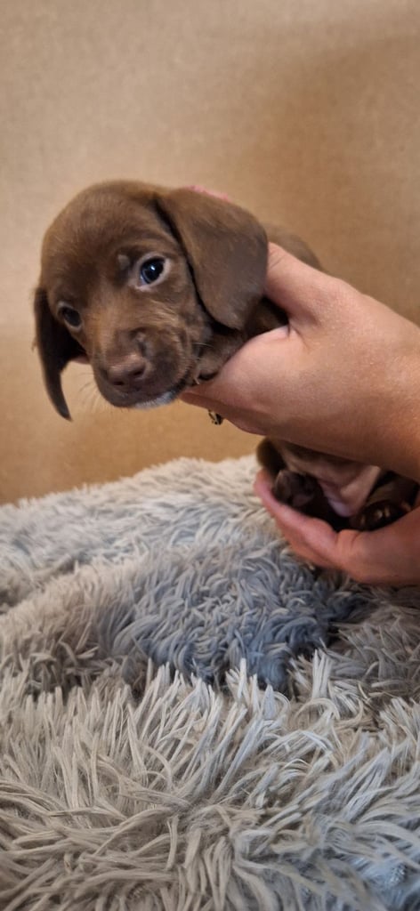 Miniature dachshund's READY TO GO