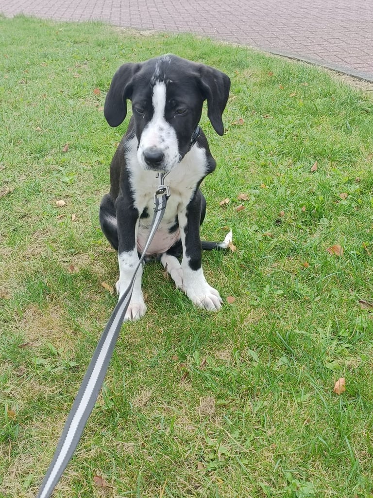 Mixed breed puppies for sale