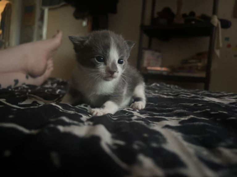 Beautiful russian blues/white and blue